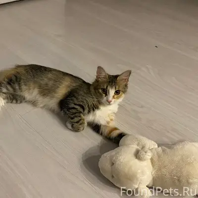 Пропала кошка Милуша, Парковская 4