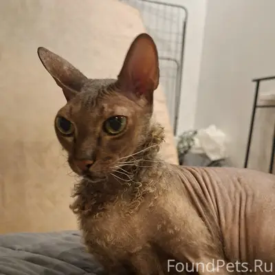 Найден кот, 13 мкр