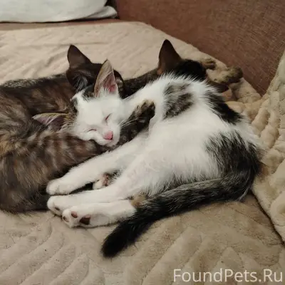 Найдена кошка (котята), лес, дорога на Свень