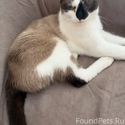 Найден котик, похож на сиамского, улица Костина 3