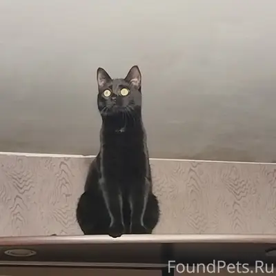 Пропала чёрная кошка, улица Короленко (Лепель)