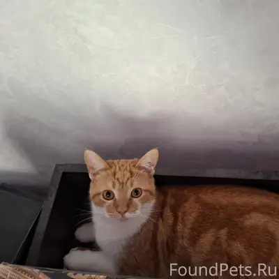 Пропала кошка, ул. Юбилейная, Анджиевского 47
