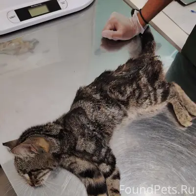 Найдена раненая кошка, ул. Горького
