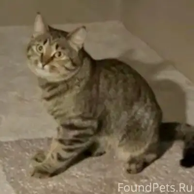 Пропала кошка Кося, ул. Пионерская, 16