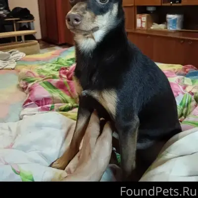 Пропал пёс Бос, Северный район