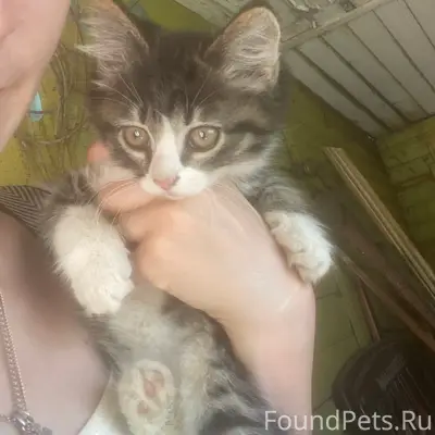 Пропала кошка, предположительно Бригадный переулок