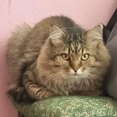 Найден кот, Октябрьский район
