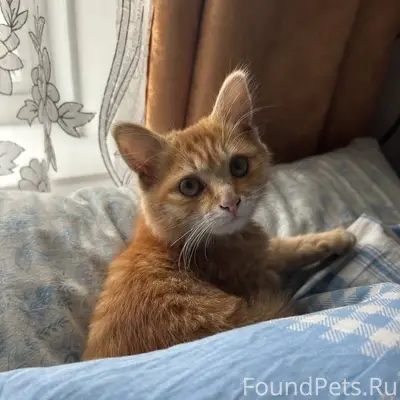 Пропал котёнок, улица Кирова