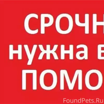 Пропала собака, район магазина Метро