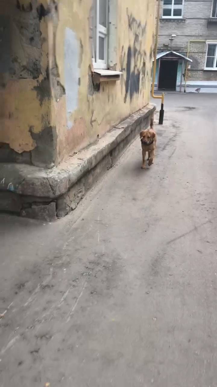 Найден щенок в шлейке, Электросталь