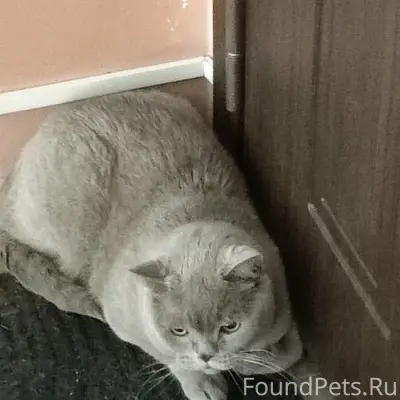 Найден кот, Ленинградская 28