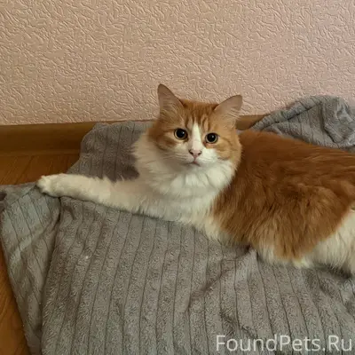 Пропал кот Беляш, частный сектор