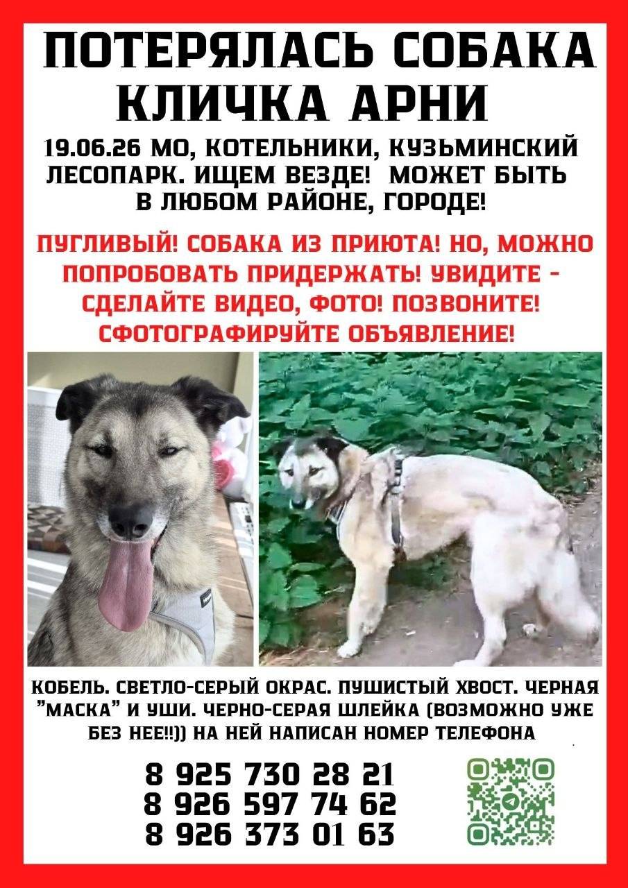 Помогите  найти  Арли 