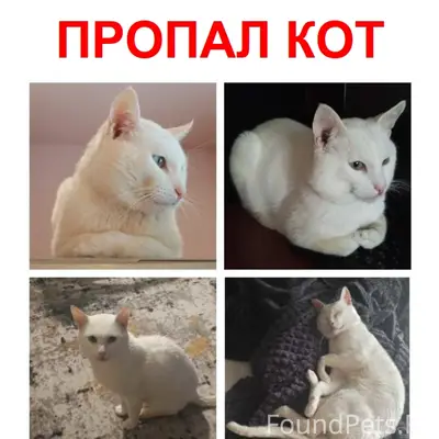 Пропал кот Виктор, Коломна