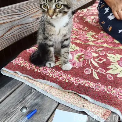 Найден котёнок, Куйбышев