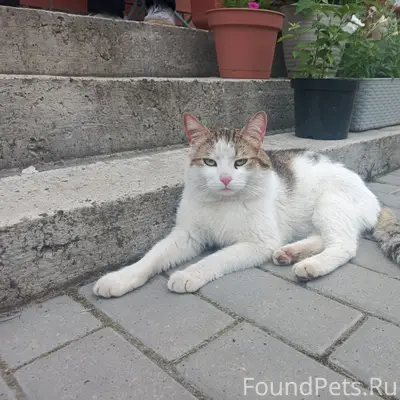 Найден кот, снт "Коневод"