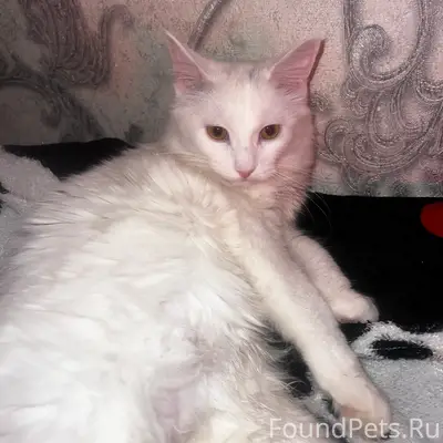 Пропала кошка, улица Ускова 31
