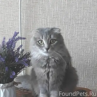 Пропала кошка, Целина