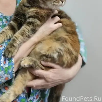 Пропала кошка, Липецк, район станции