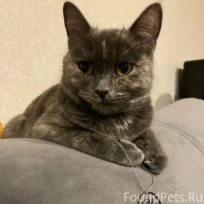 Кошка