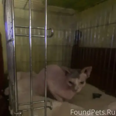 Пропала кошка сфинкс, ул. Рощинская 13