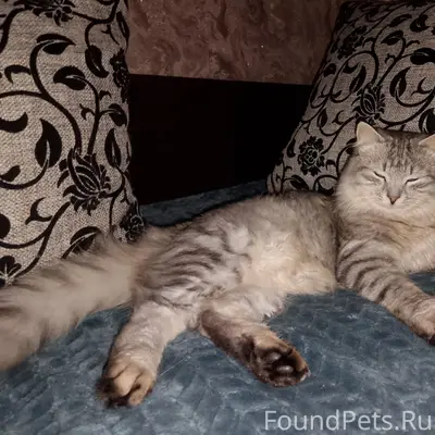 Пропал кот Фаня