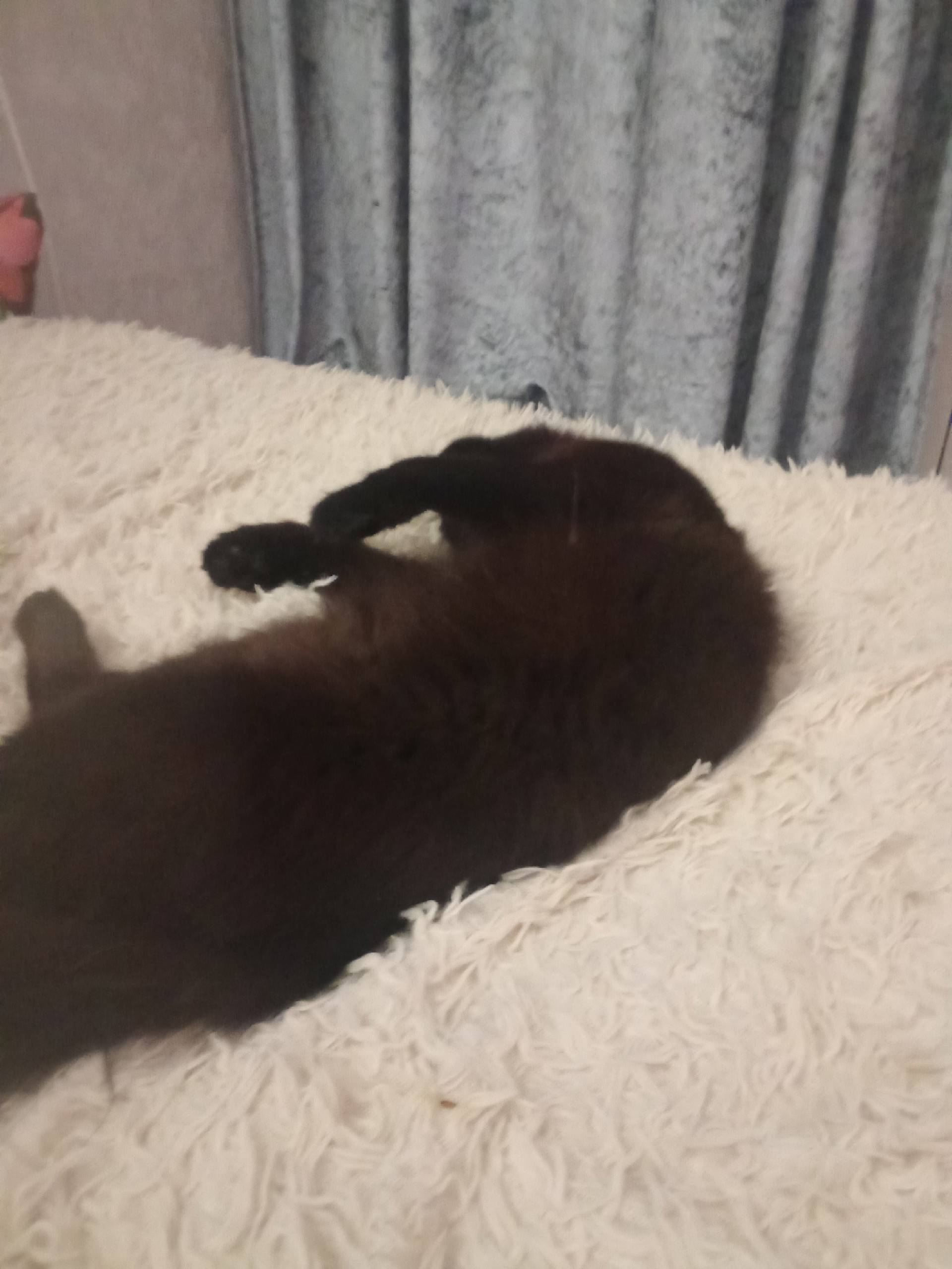 Пропал кот, чёрный окрас, Новокузнецк