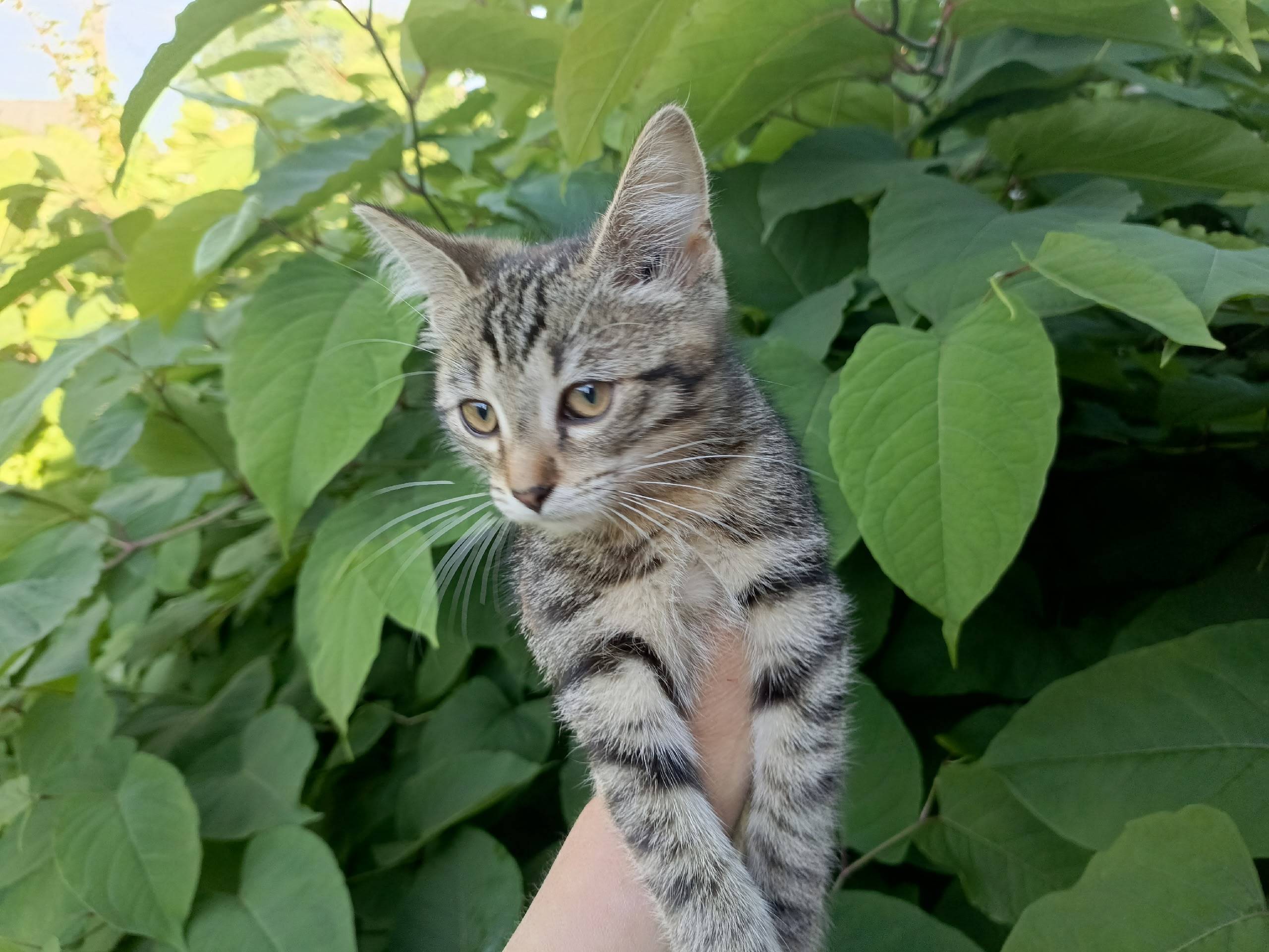 Найден котёнок, Пионерский переулок