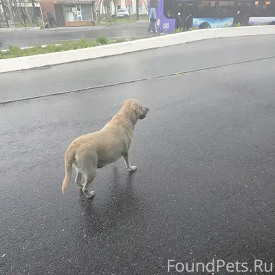 Найдена собака, Кировск, район Загса