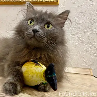 Найдена кошка Дыма, Крутая горка