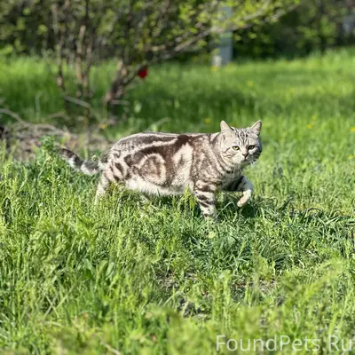 Пропал кот, район 56 школы