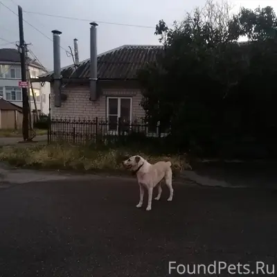 Пропал алабай, район ул. Герцена
