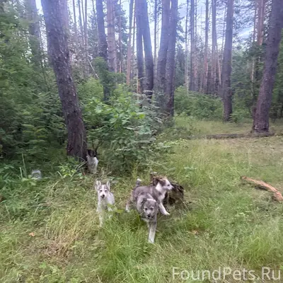 Найденны щенки, Мех. Завод