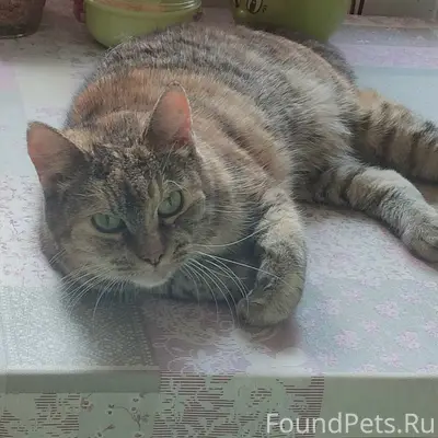 Пропала кошка Сусанна, Томилино