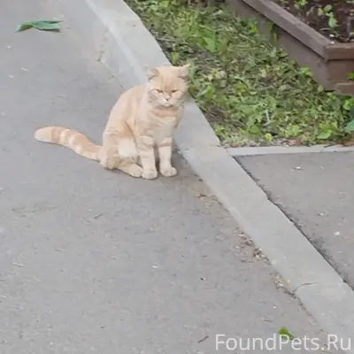 Найдена кошка, персик, ул. Городской Вал