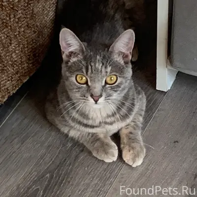 Пропала кошка, д. М.Могильцы