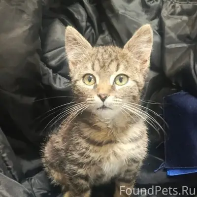 Пропал котёнок, между Стекольным и Металлургом