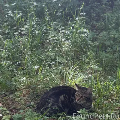 Найдена домашняя кошка, Заволжский район