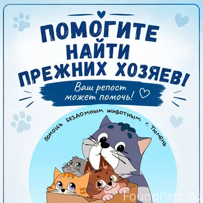 Найдена кошка, Тюмень, 30 лет Победы