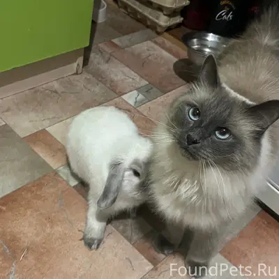 Пропал кот, район Ленина, 11
