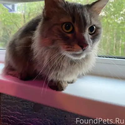 Найдена кошка, за 9 домом