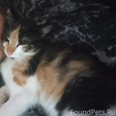 Пропала трёхцветная Буся, Керчь