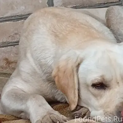 Пропала девочка лабрадор, хутор Новая Бахмутовка