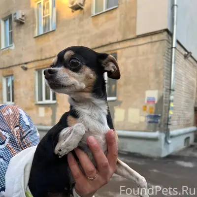 Найдена собака, район Черняховского 27