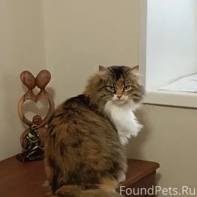 Пропала кошка Алиса