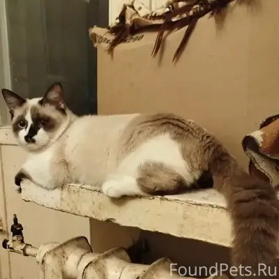 Пропал кот Мурзик, СНТ «Скала»