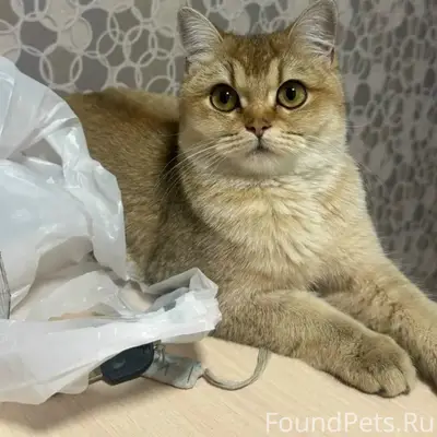Пропала рыжая британка Моня, Новоалтайск