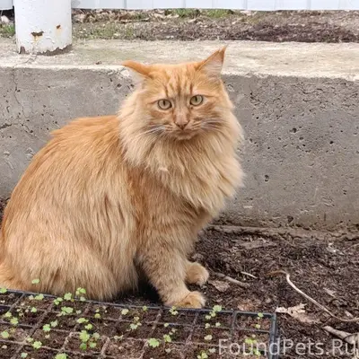 Пропал кот Филя, озтп