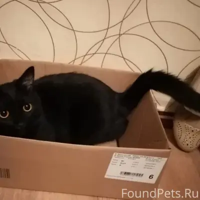 Пропал кот, Коломна, ул. Добролюбова