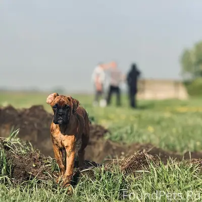 Пропала Немецкий боксёр Мэри, Кемерово